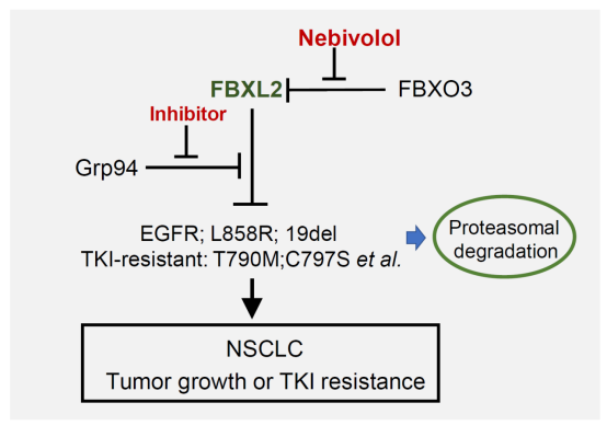 肖智雄教授团队发现克服非小细胞肺癌耐药新靶点-生命科学学院